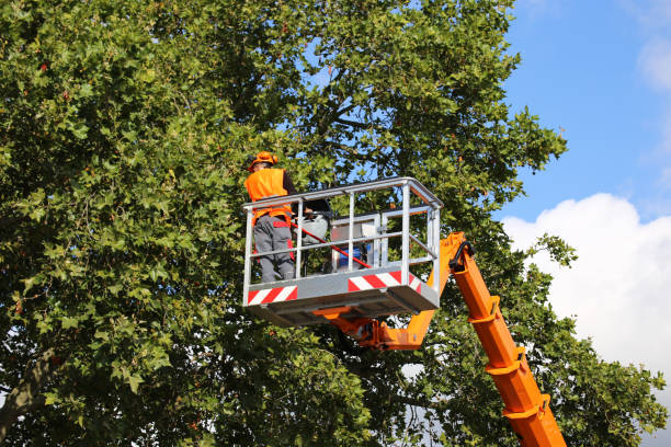 Best Tree Planting Services  in Lake Sarasota, FL